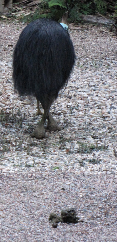 cassowary droppings 1