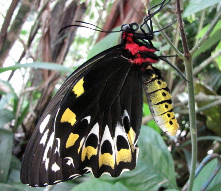 birdwing butterfly female