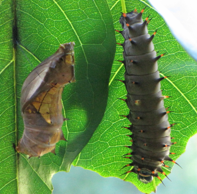 birdwing caterpillar and pupa