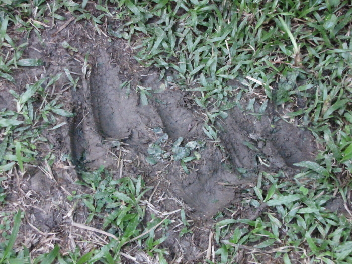 cassowary mating tracks