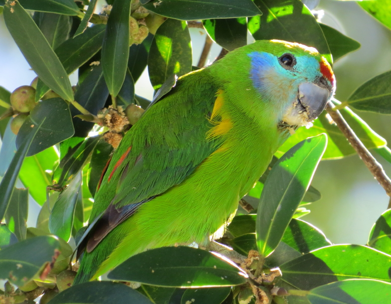 female double-eyed fig-parrot