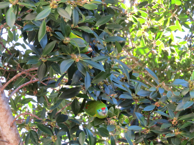 fig-parrots in Kuranda,August2013