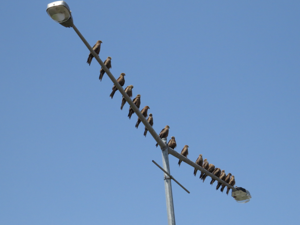 black kites on a lamp-post in Katherine
