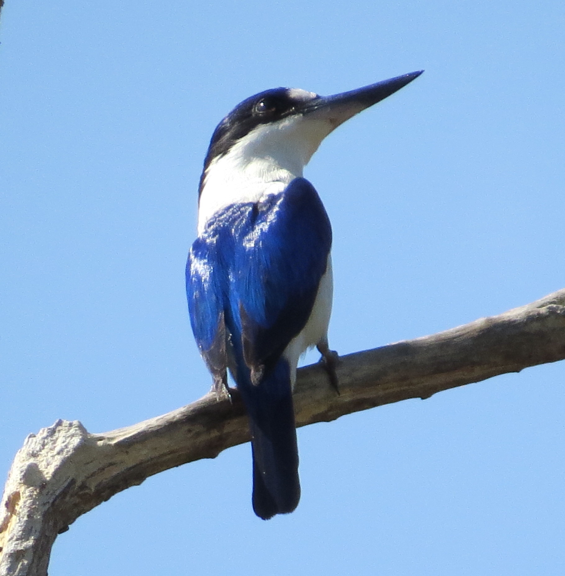 forest kingfisher