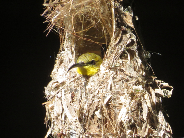 sunbird female on eggs