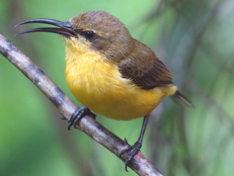 sunbird female