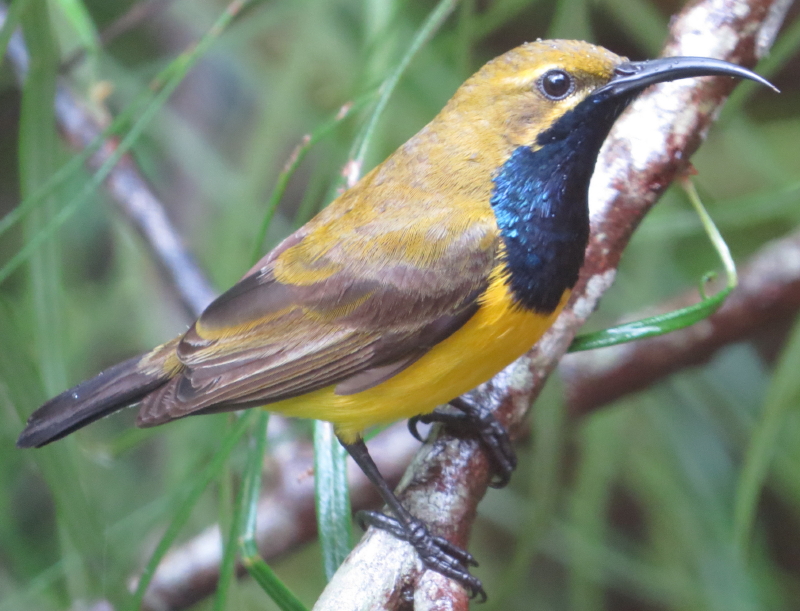 sunbird male