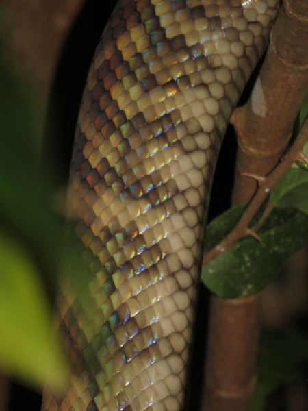 amethyst python 4_1