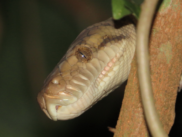 amethyst python 6
