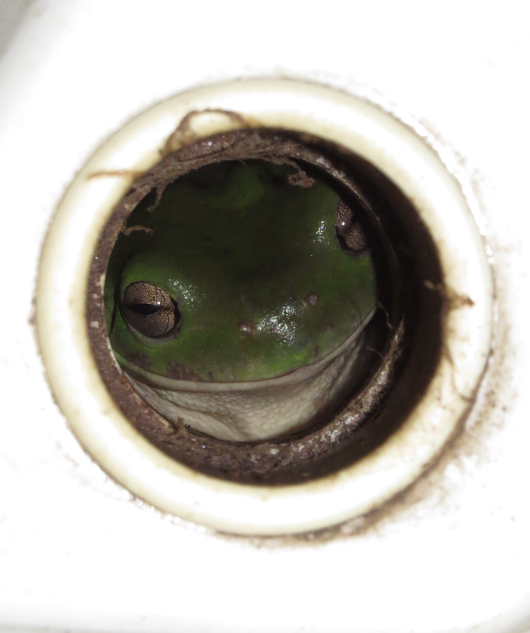 frog in a hole