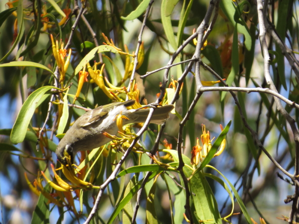 yellow-faced honeyeater_1
