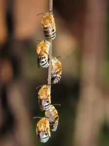 Blue-backed Bees, sleeping