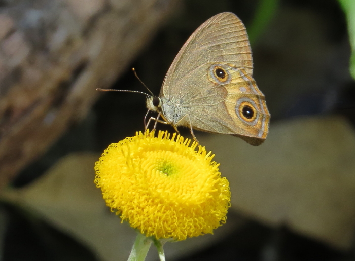 Brown Ringlet butterfly
