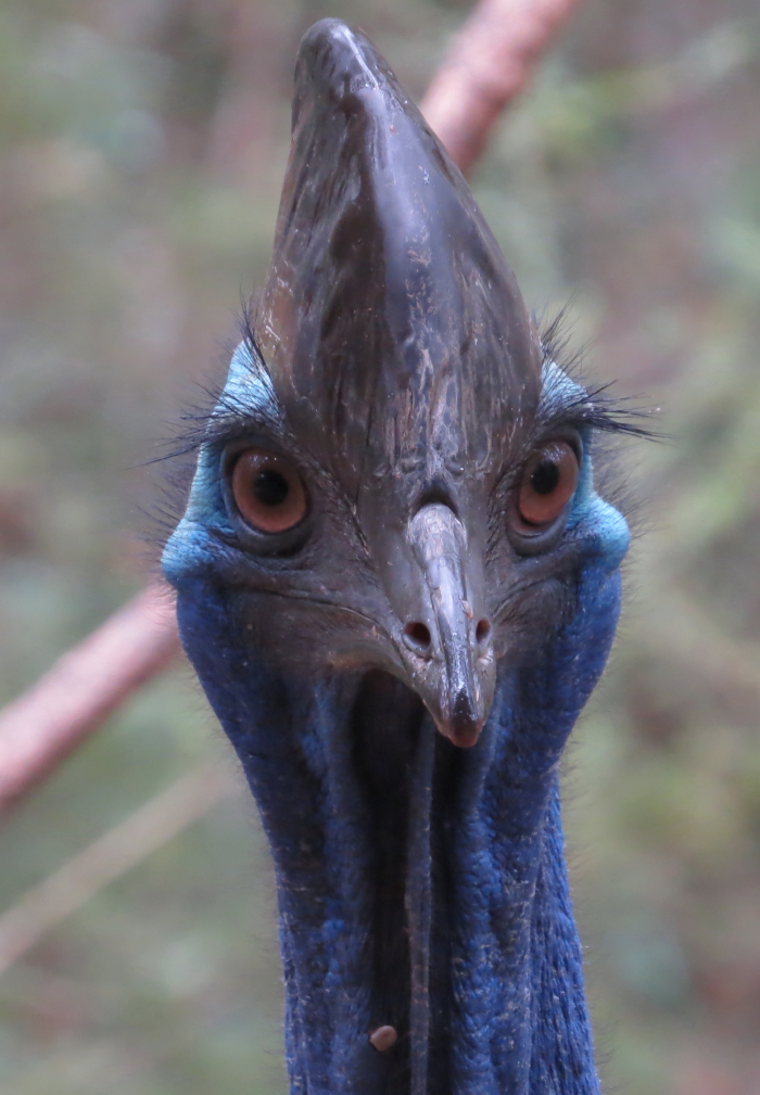 cassowary close-up