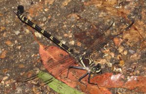 Giant Petaltail