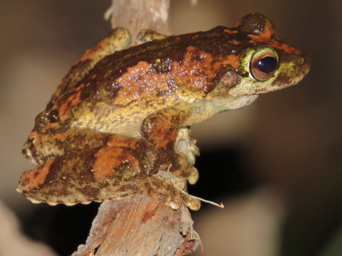 Green-eyed Tree-frog