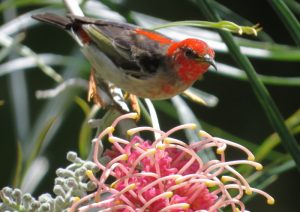 male Scarlet Honeyeater
