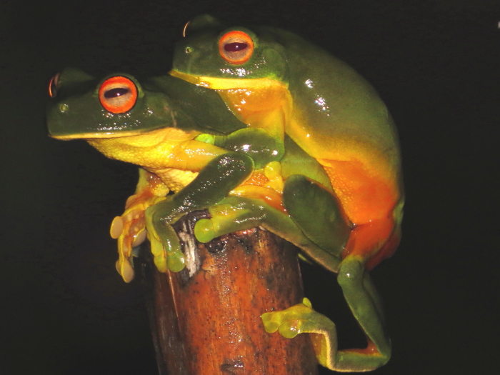 Orange-thighed Tree-frogs, Litoria xanthomera