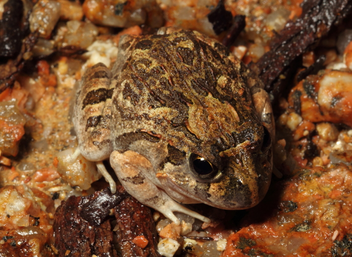 Ornate Burrowing Frog, Wondecla