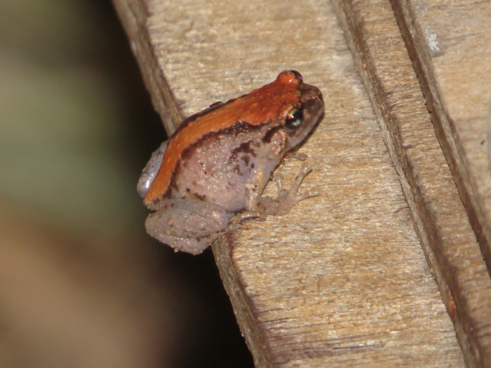 Ornate Nursery Frog, orange colour morph