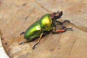 stag beetle in Wondecla