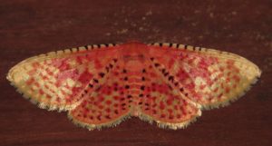 Aglaopus gemmulosa