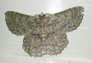 Hypodoxa emiliaria