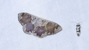 moth
