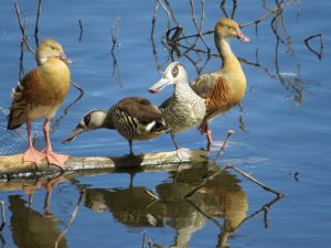 ducks at Hasties Swamp