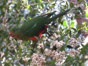 female King Parrot in Lilly-pilly