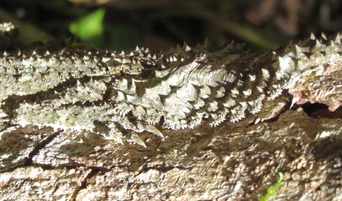 Leaf-tailed Gecko detail