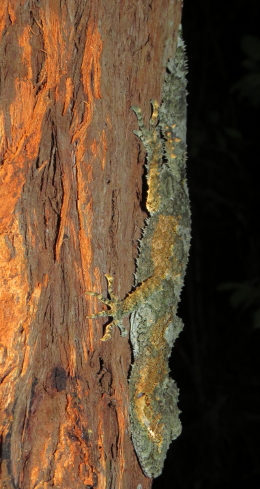 Northern Leaf-tailed Gecko