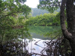 Oliver Creek , Daintree