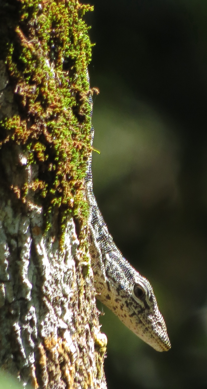 Spotted Tree-monitor, Varanus scalaris