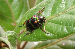 small beetle