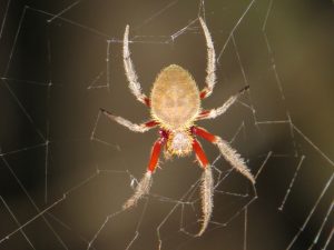 spider