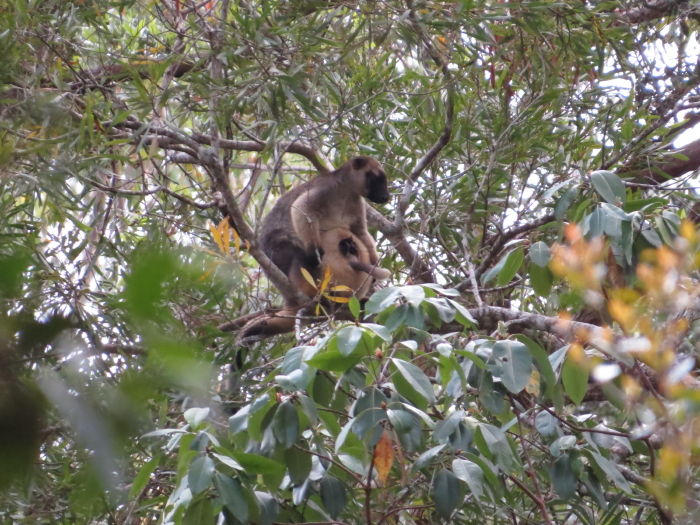 tree-kangaroo with huge pouch
