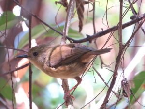 Atherton Scrubwren