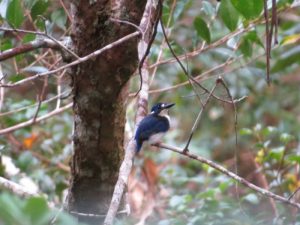 Little Kingfisher