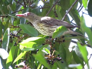 Olive-backed Oriole