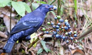 Satin Bowerbird male by Damon Ramsey