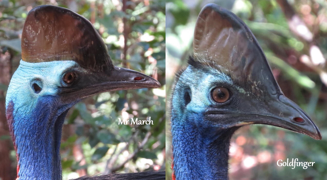 cassowaries Mr March & Goldfinger