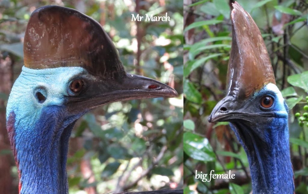 cassowaries female & Mr March