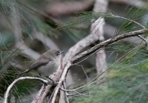 Brown Gerygone by Doug Castle