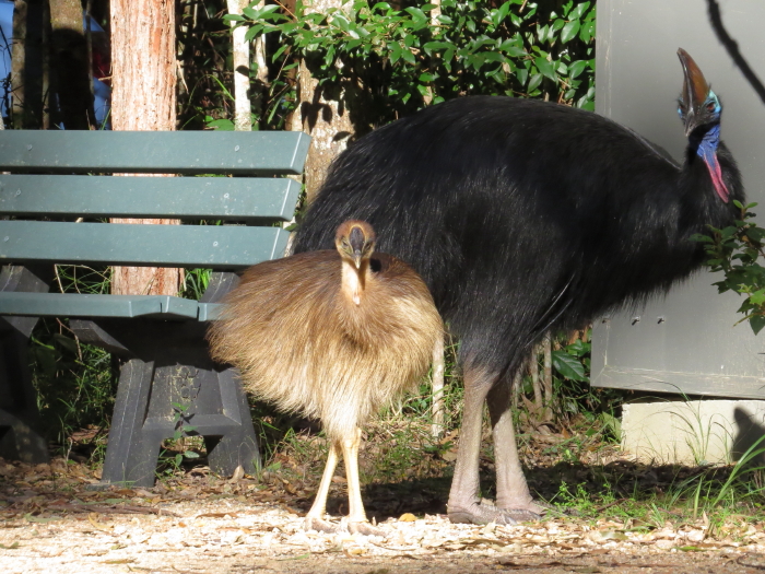 Southern Cassowary male and chick, enjoying the winter sun