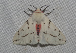 Light Ermine Moth Spilosoma canescens