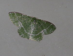 Lacy Emerald Eucyclodes insperata