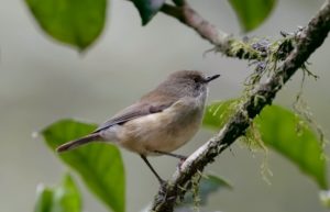 Mountain Thornbill by Doug Castle