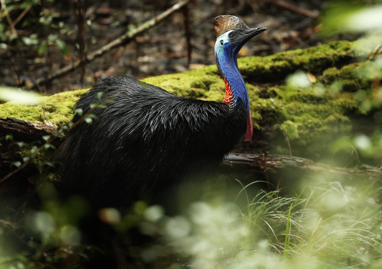 young Southern Cassowary, by Steve Bond