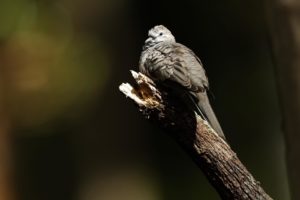 Peaceful Dove, by Steve Bond